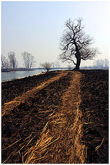 фото "Кулики"