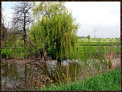 photo "***"