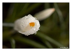 photo "***"