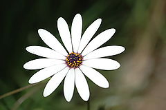 photo "white world"