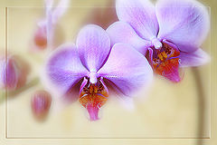 photo "***"