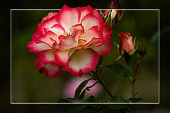 photo "***"