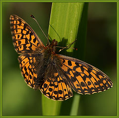 photo "butterfly"