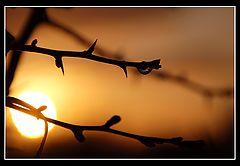 photo "sun set"