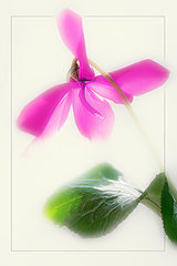 photo "***"