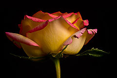 photo "YELLOW ROSE"