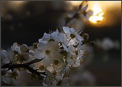 фото "Последние лучи"
