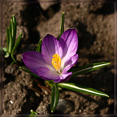 photo "***"