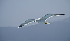 photo "Freely"