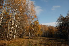 фото "Золотая осень"