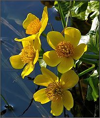 photo "Caltha palustris"