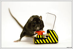 photo "Don't move, or I'll push this button!"