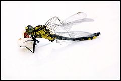 фото "Fragile 2"