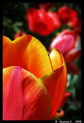 фото "***"