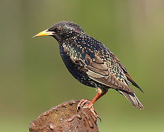 photo "Common Starling"