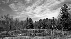 photo "Swampland"