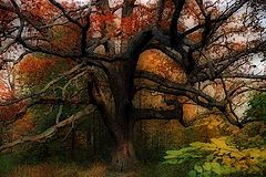 photo "The Hanging Tree"