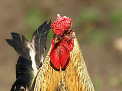 photo "Angry look"