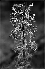 photo "***"