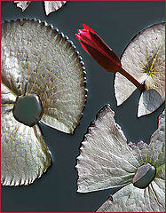 photo "The Ornaments"