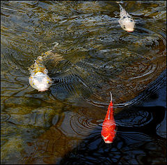 photo "Who will be the winner?"