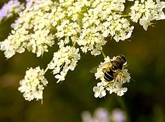 photo "Bee on white floscule"