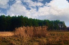 photo "Tree colors"