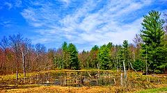 photo "Swampland in color."