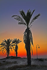 фото "3 Palms"