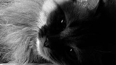 photo "***"