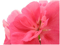 photo "Tenderness"
