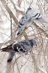 photo "Doves"