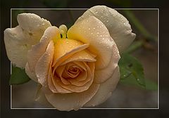 photo "That's another story about rain, autumn and rose..."