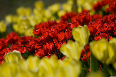 photo "Tulips"