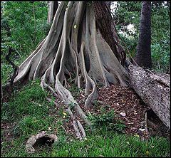 photo "Anatomy of the forest"