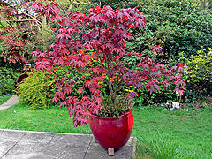 photo "Maple Tree"