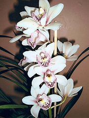 photo "Orchid Cymbidium"