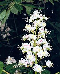 photo "Horse Chestnut."