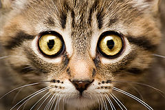 photo "Eyes"