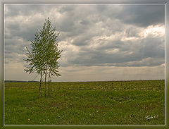 photo "In the field birch stood ..."