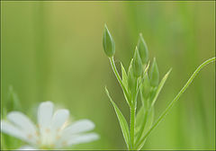 photo "***"