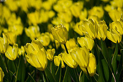 photo "Yellow light"