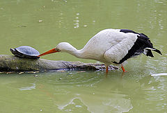 photo "Tastiest piece of turtle is leg!"
