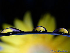 photo "***"