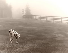 photo "Morning of a stray dog"