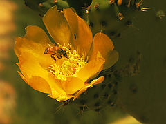 photo "***"