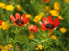 photo "Spring at last"