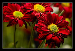 photo "The Red Flowers"