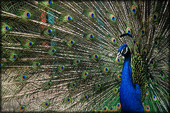 photo "The peacock"