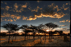 photo "Sunset in savanna (2)"